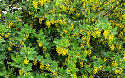 berberis vulgaris (crespino)